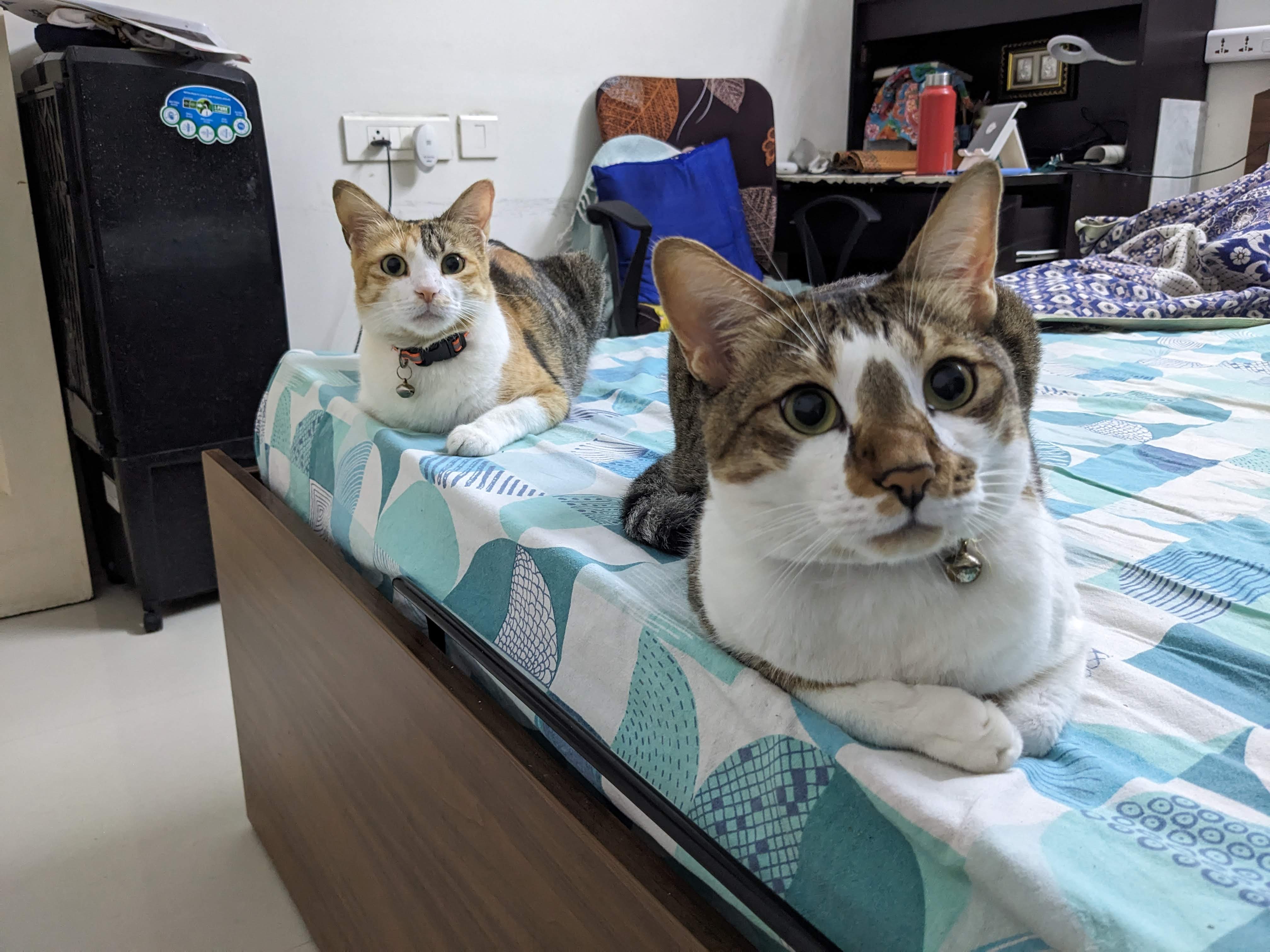Cat Daddy 14
