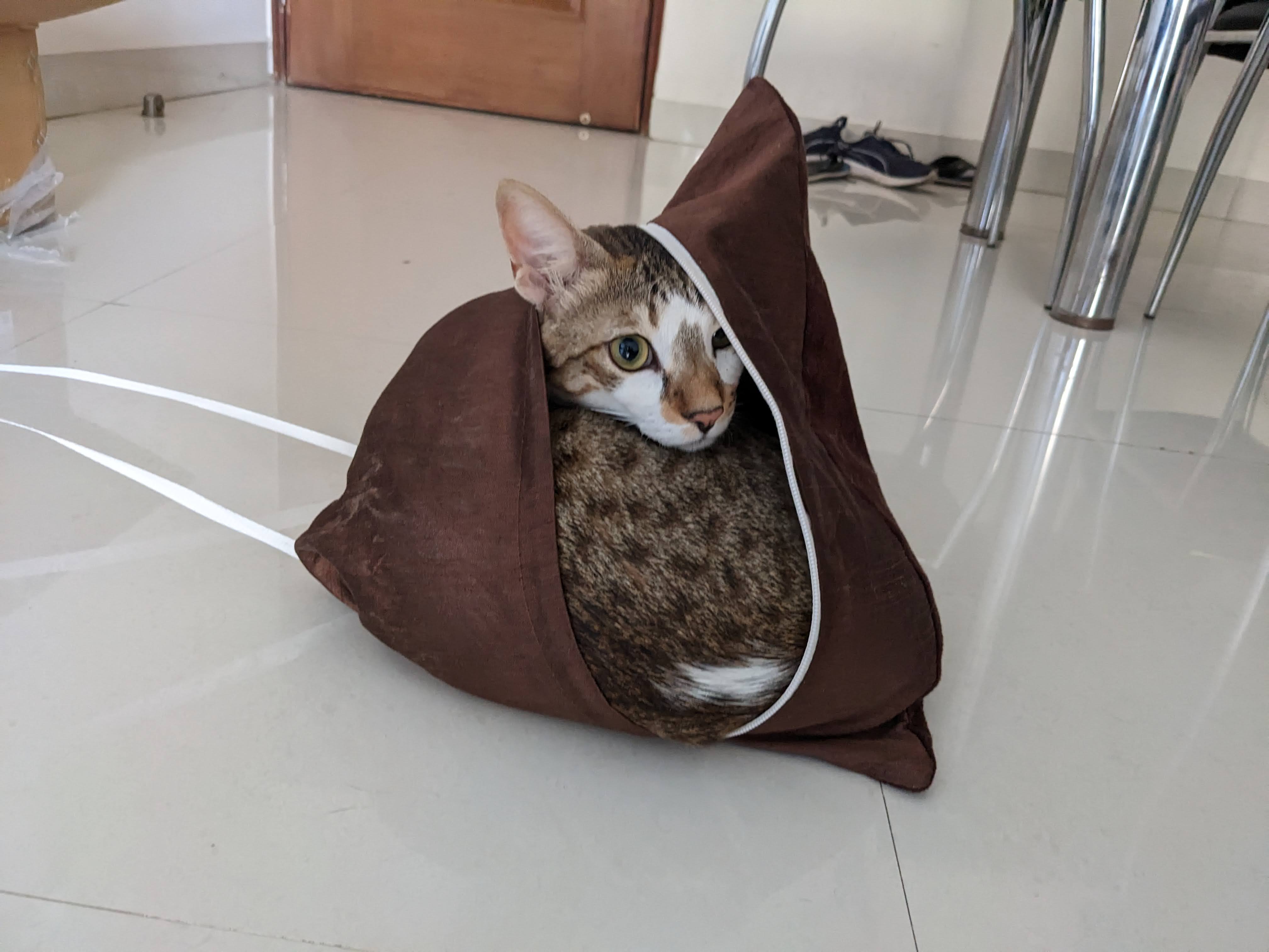 Cat Daddy 7