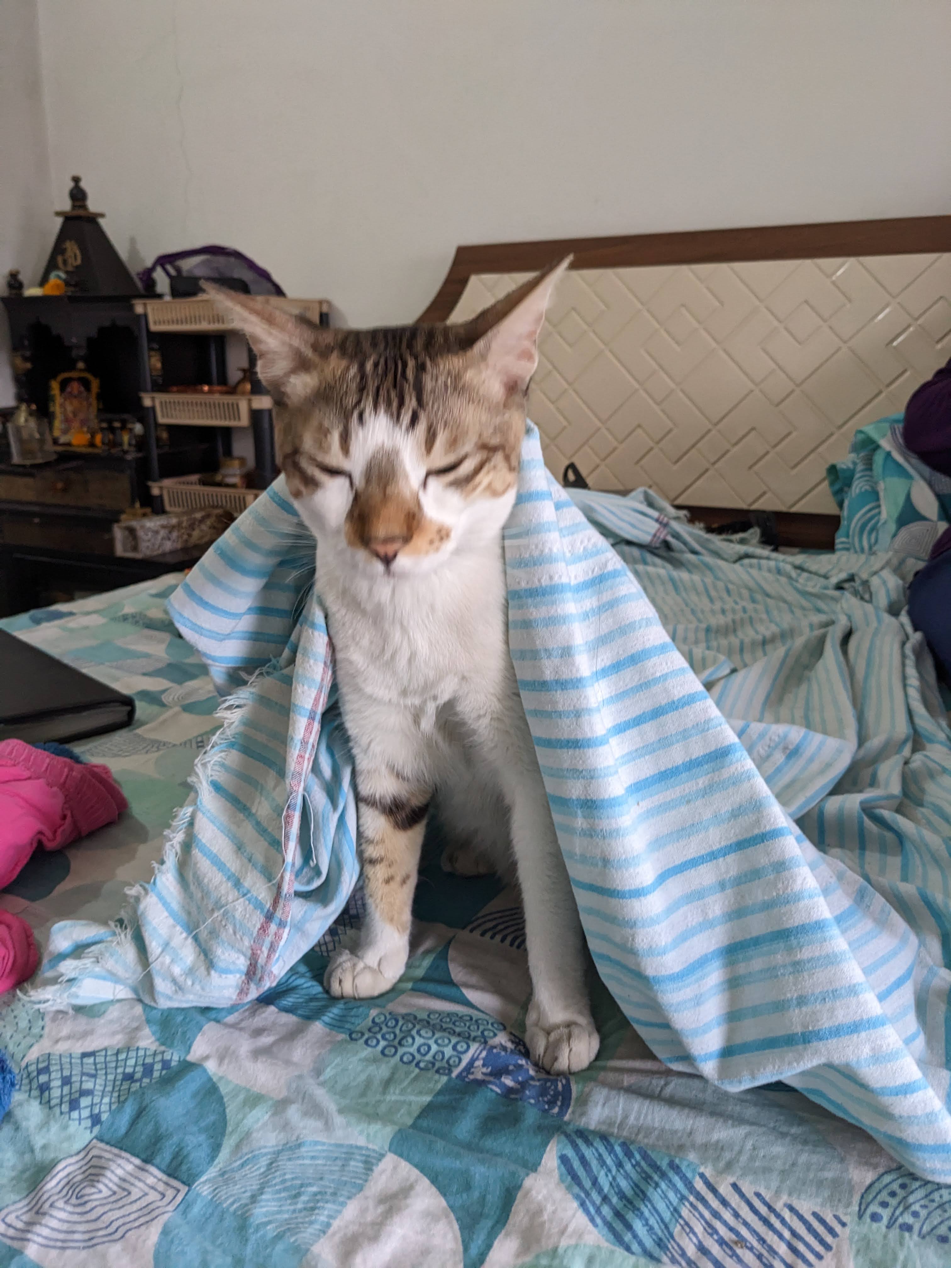 Cat Daddy 8