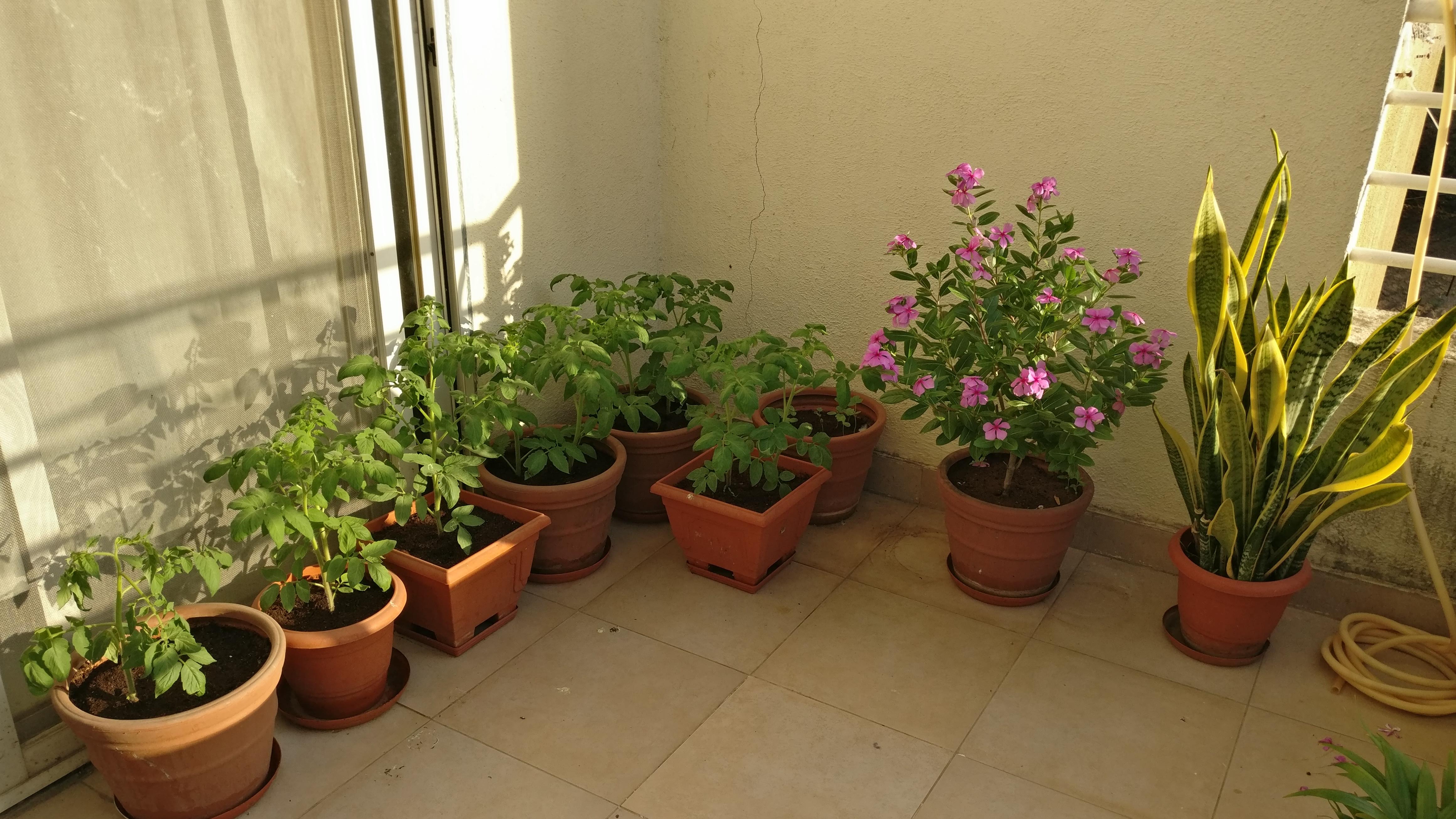 Home Gardening 1