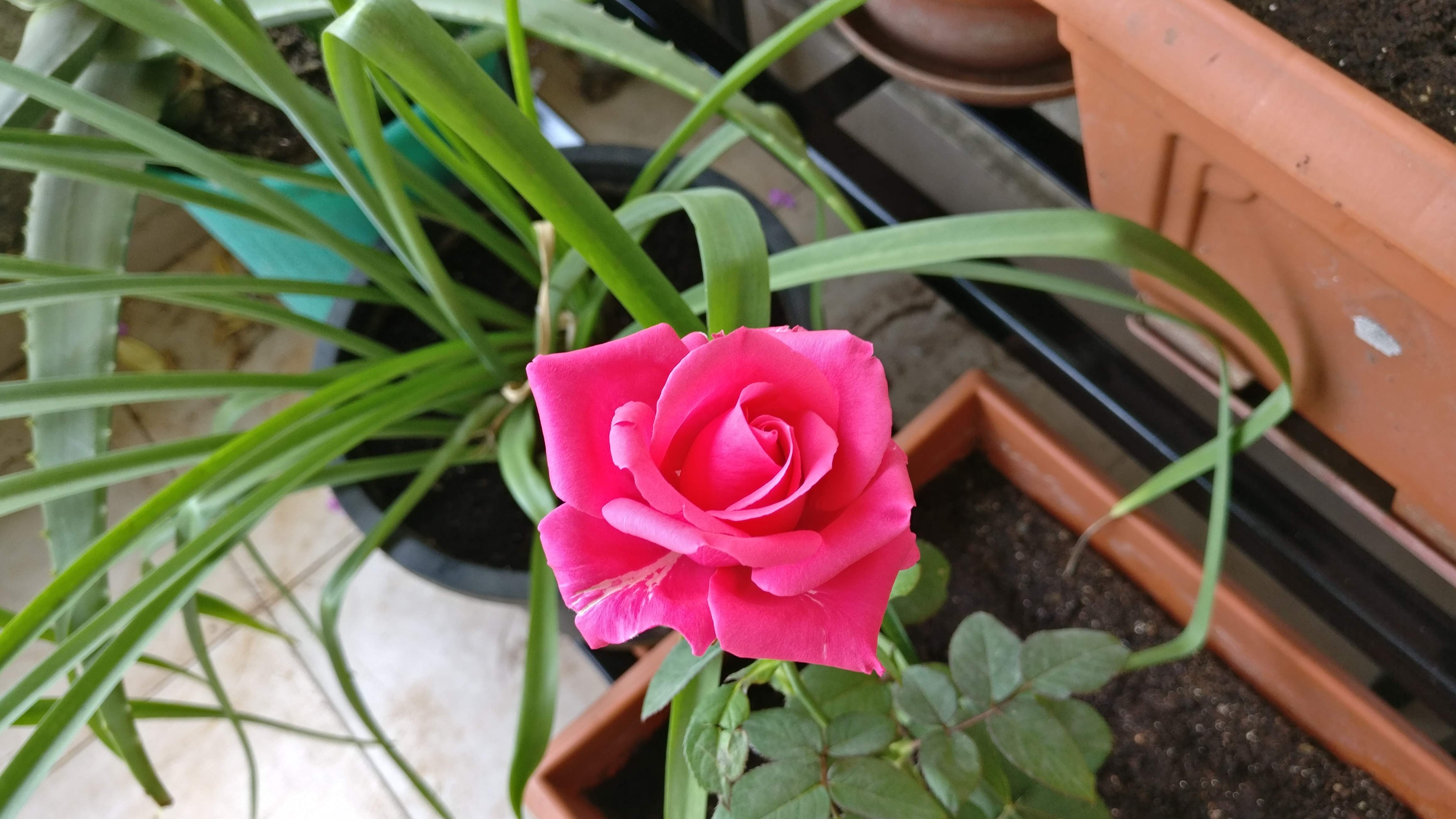 Home Gardening 11