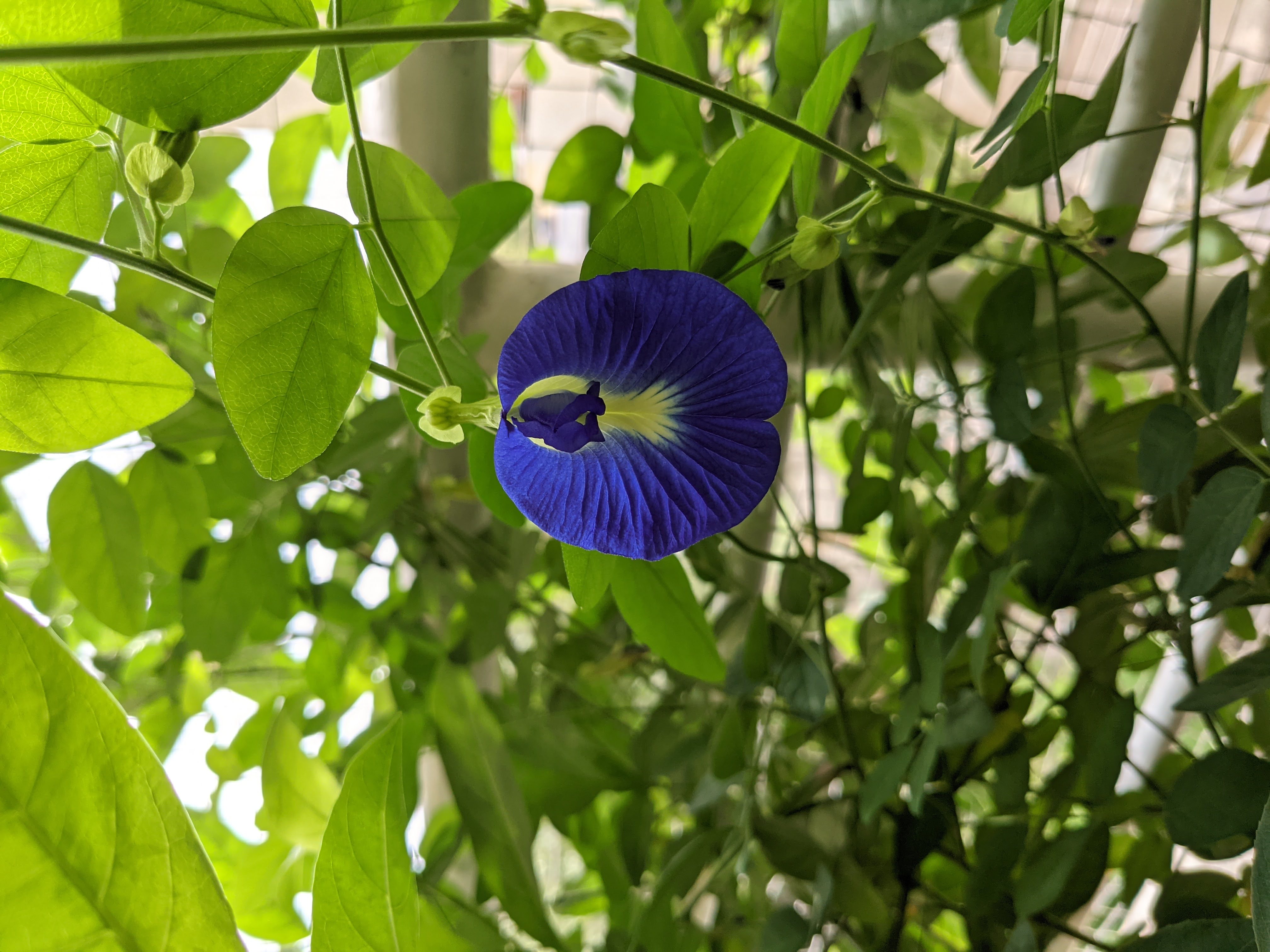 Home Gardening 13