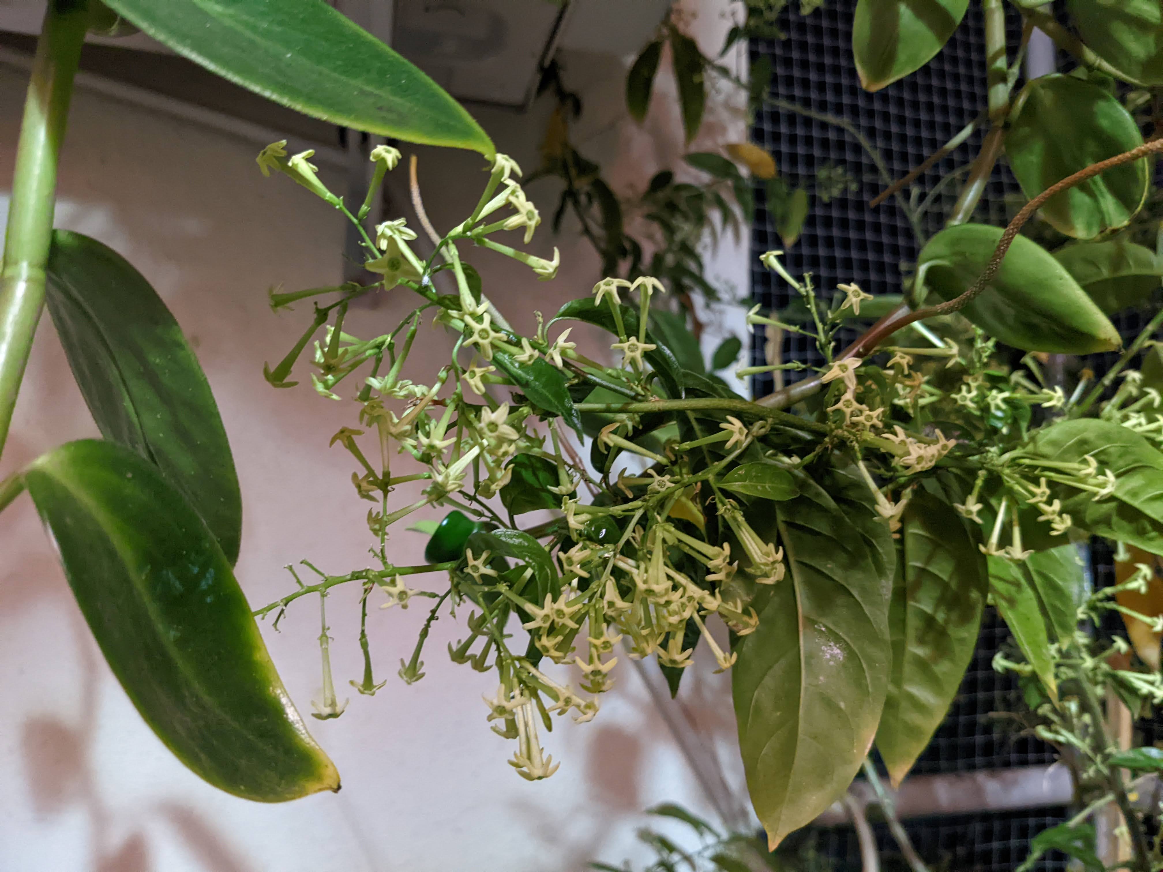 Home Gardening 14