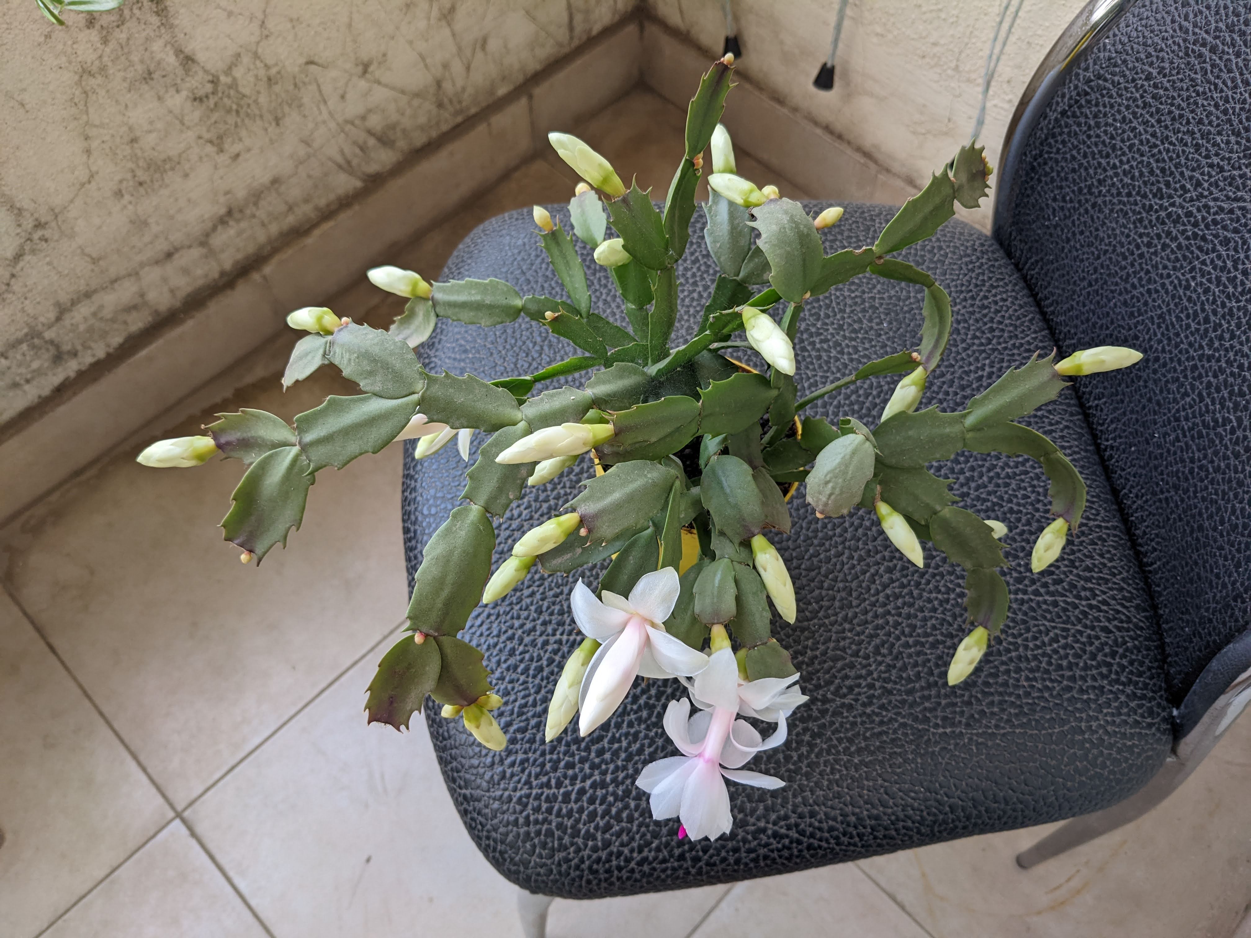 Home Gardening 15