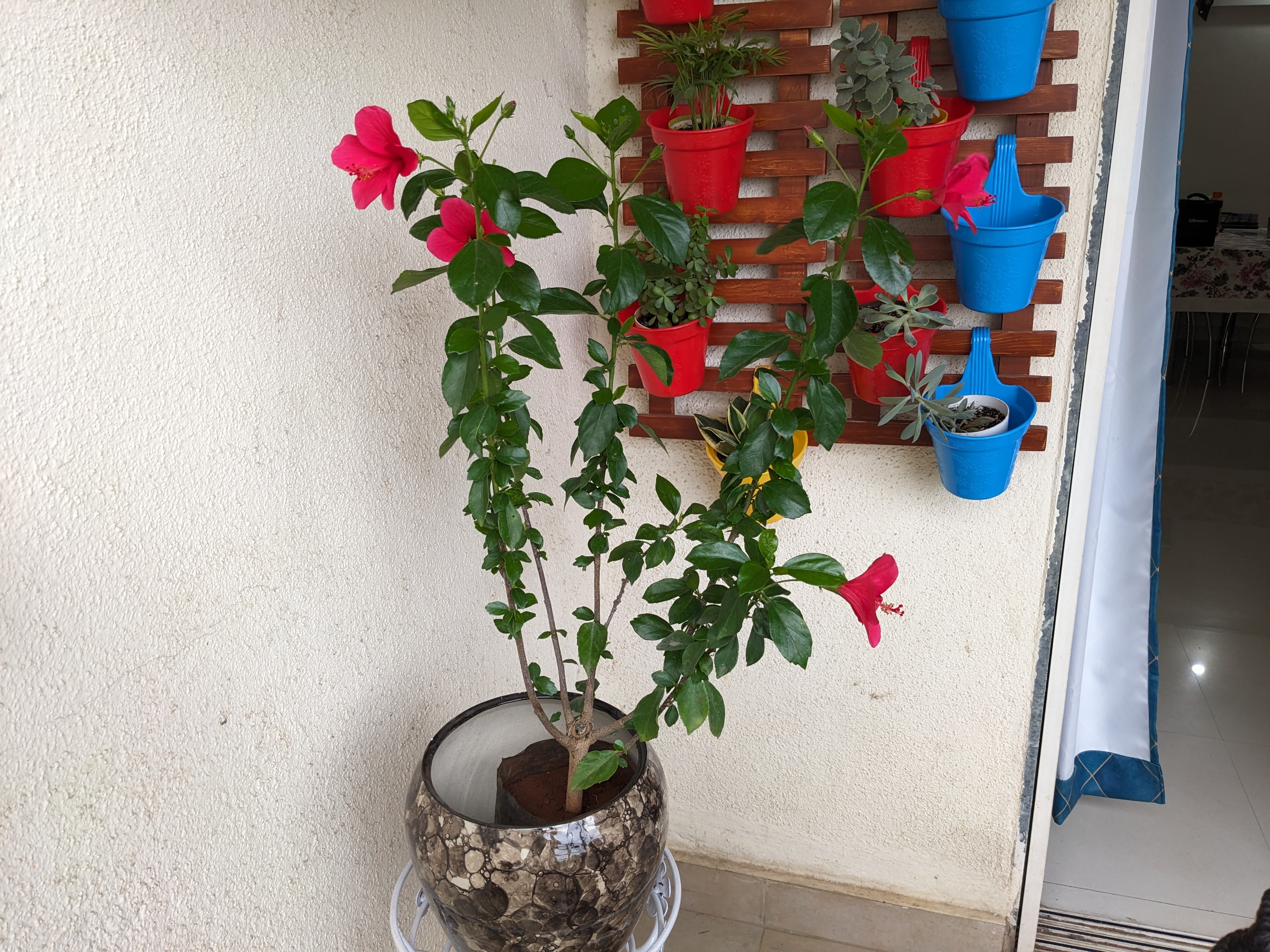 Home Gardening 16