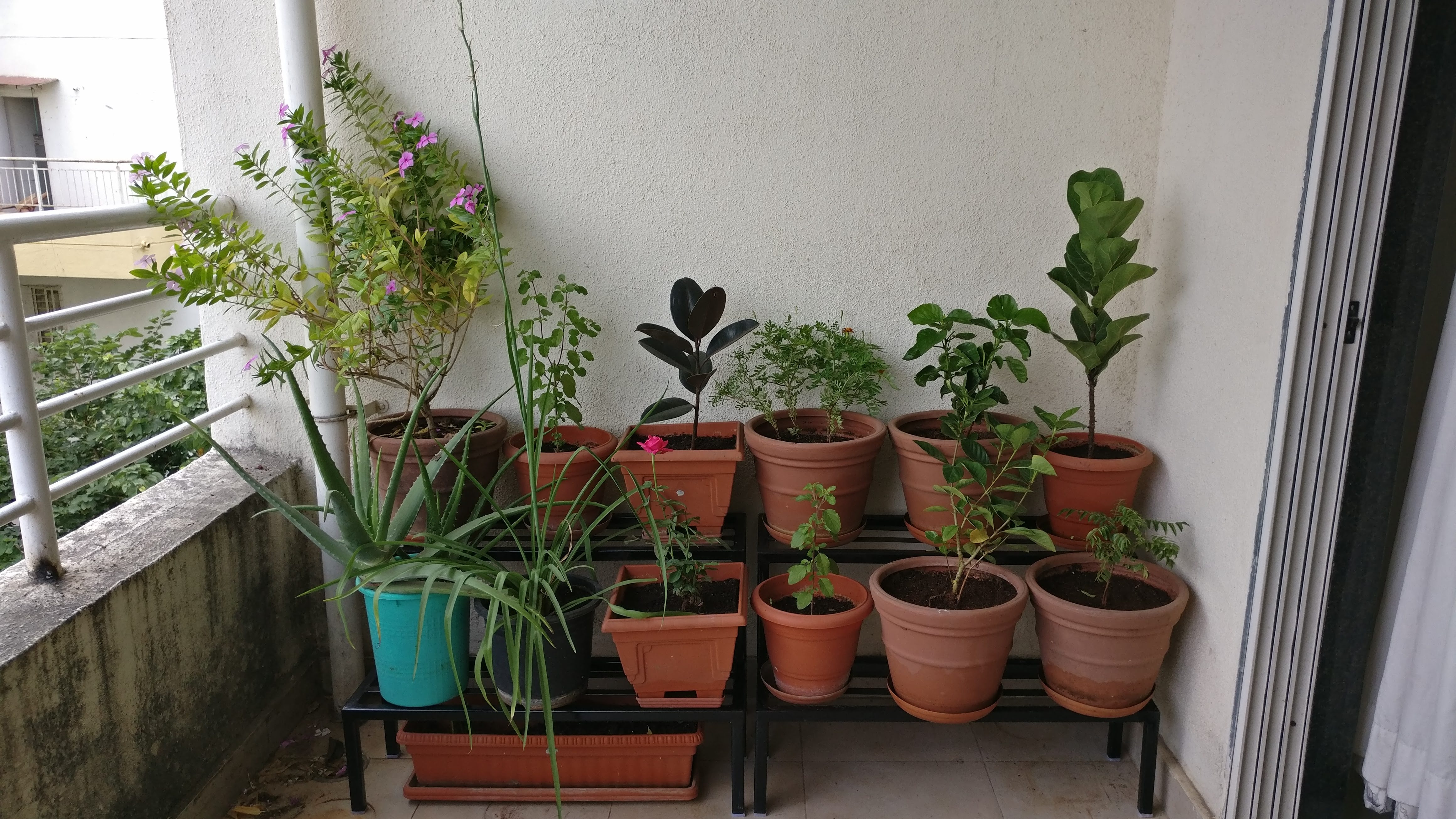 Home Gardening 3