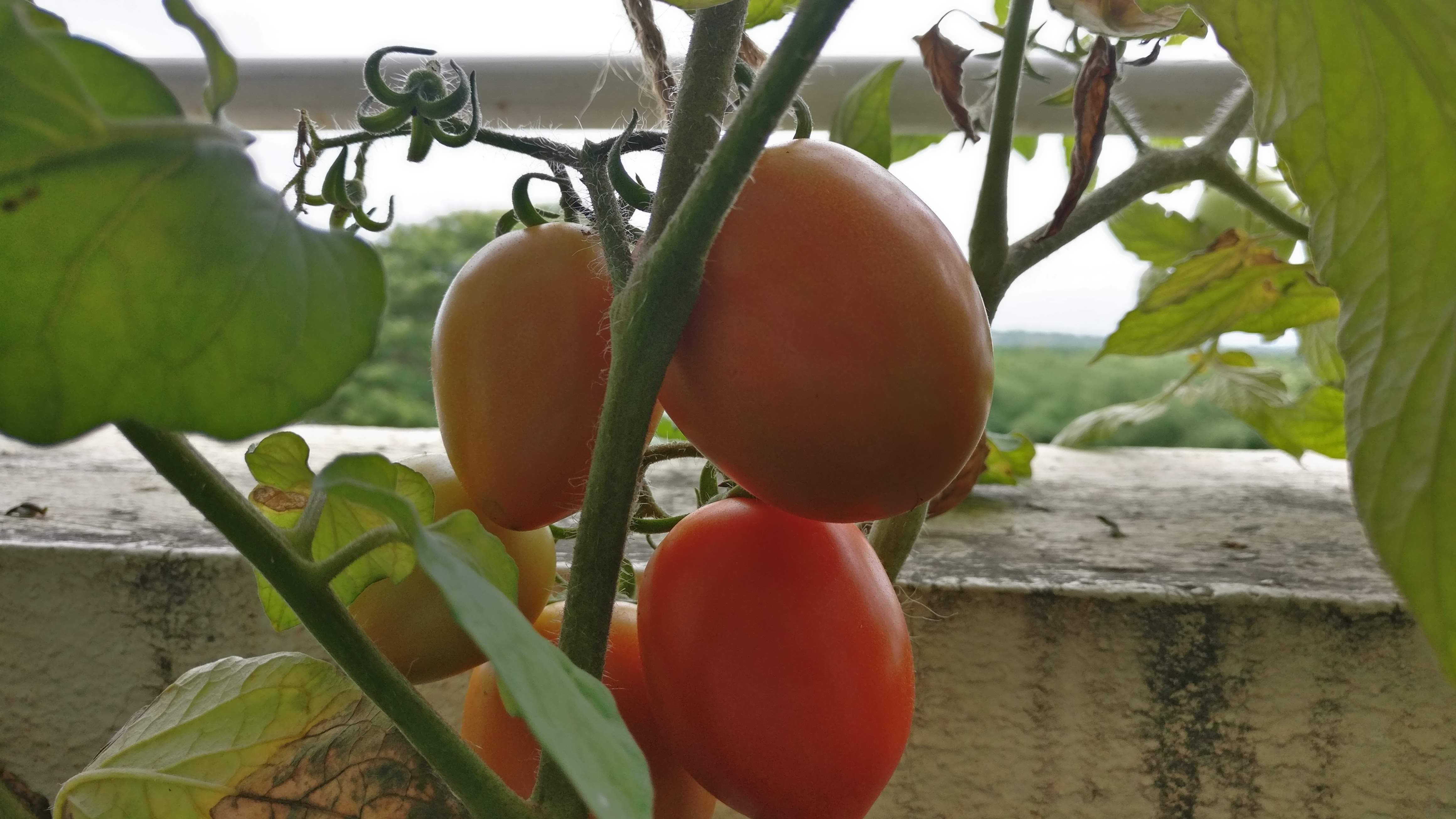 Home Gardening 4