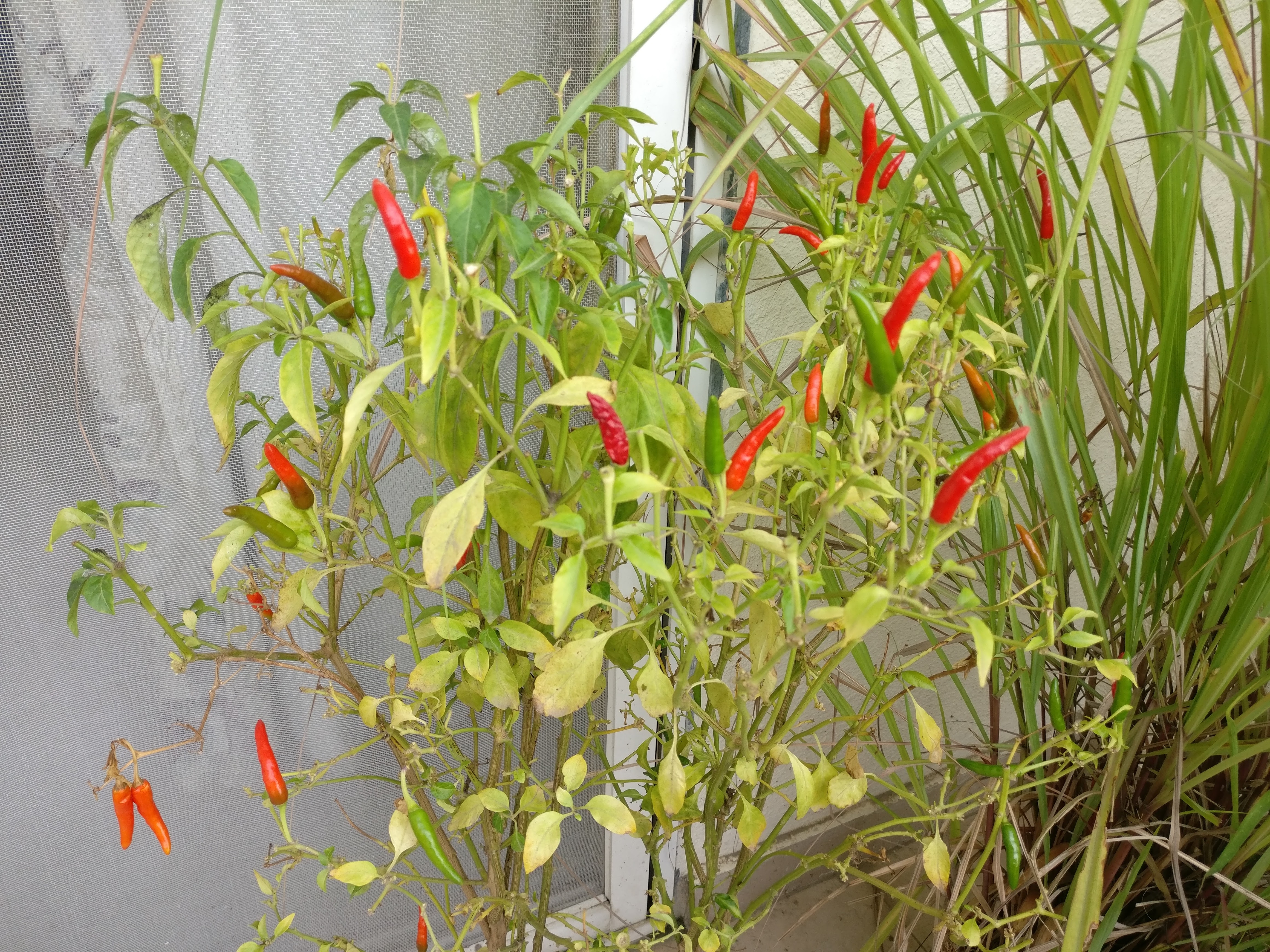 Home Gardening 5