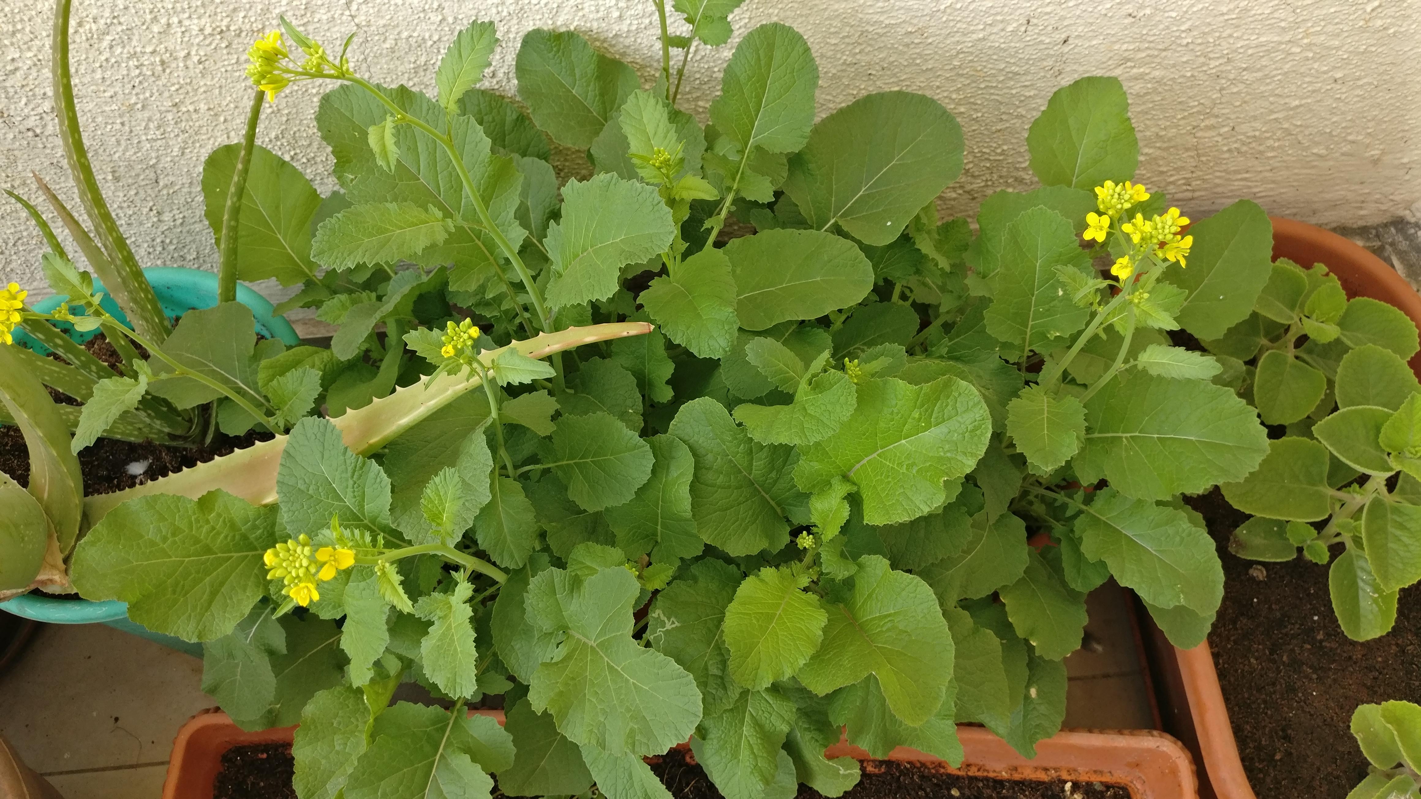 Home Gardening 6