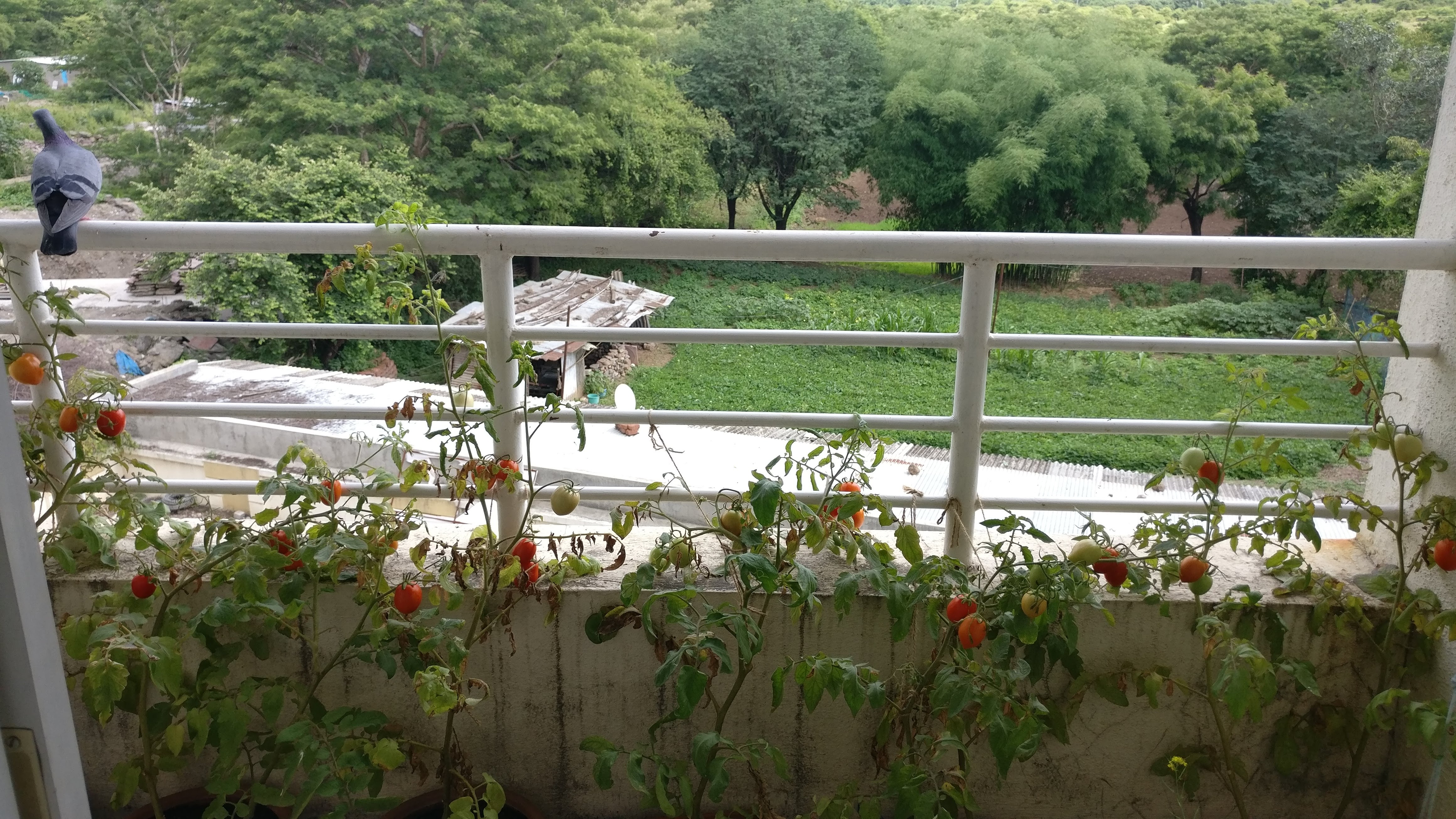 Home Gardening 8