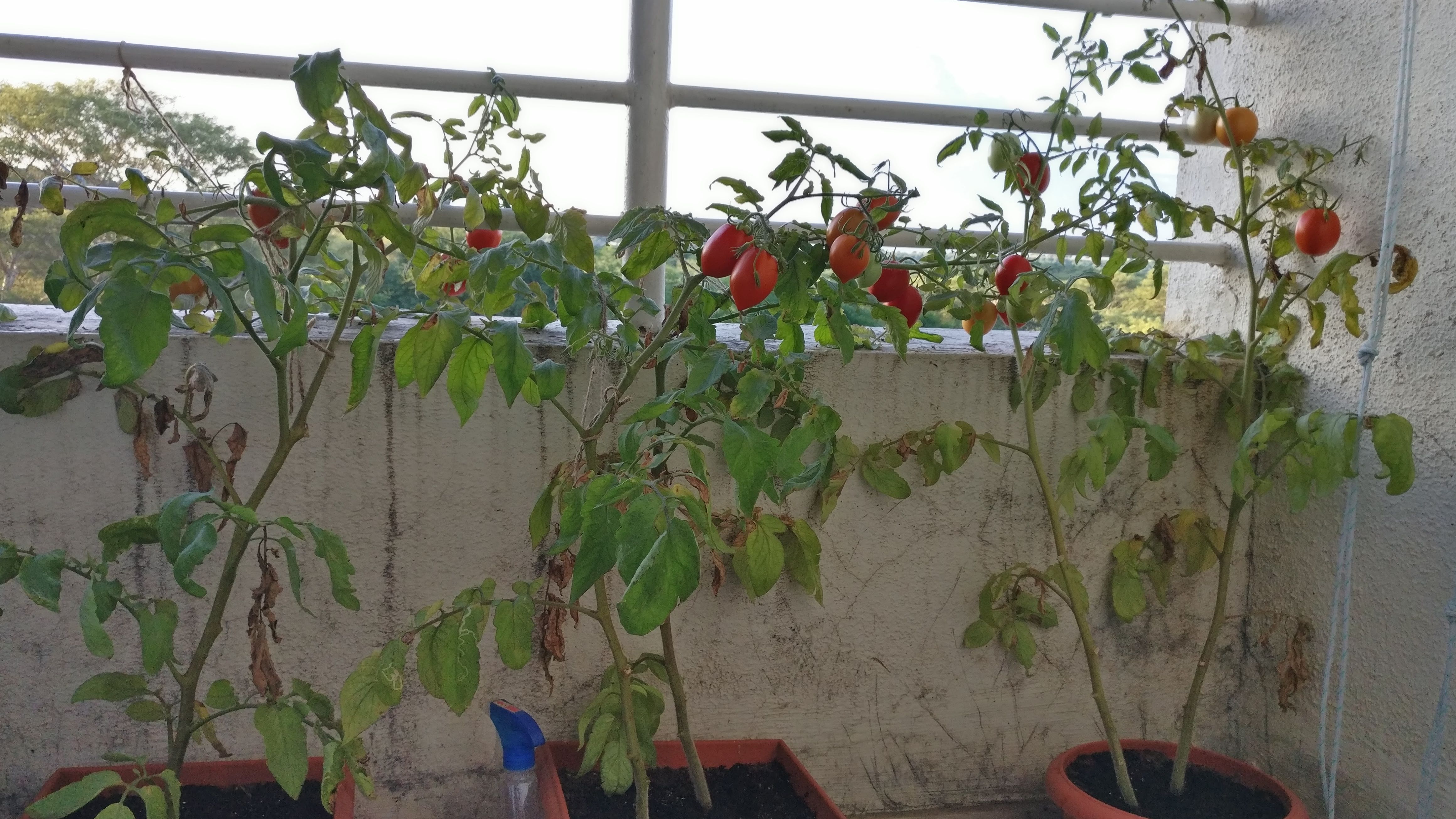 Home Gardening 9